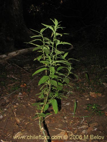 Solanum valdiviense의 사진